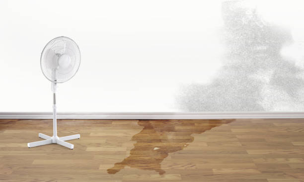 Best Professional water damage repair  in Mikes, TX
